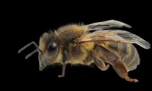 Bee Pest Control Haslemere 2 Bee Pest Control Haslemere - Buzz