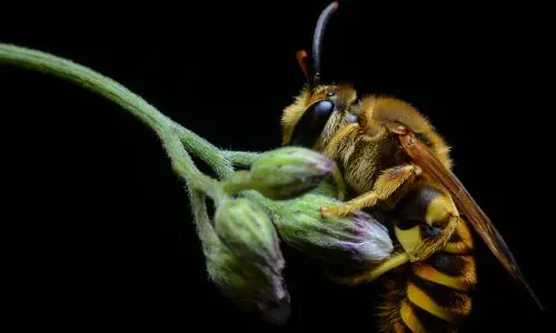 Bee Pest Control Haslemere 3 Bee Pest Control Haslemere - Tips