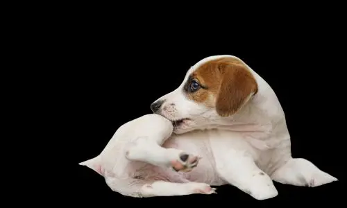 Flea Pest Control Haslemere 2 Flea Pest Control Haslemere - Hitchhikers
