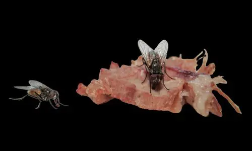 Fly Pest Control Haslemere 3 Fly Pest Control Haslemere - Keep Away