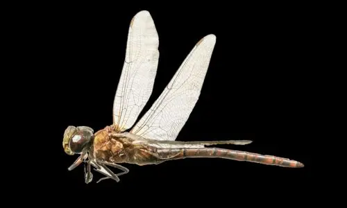 Fly Pest Control Haslemere 2 Fly Pest Control Haslemere - Trouble