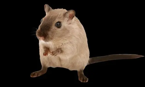 Mice Pest Control Haslemere 2 Mice Pest Control Halemere - Mischievous Mouse