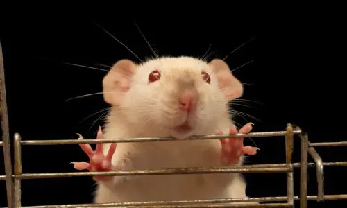 Mice Pest Control Haslemere 3 Mice pest control Haslemere - Tips