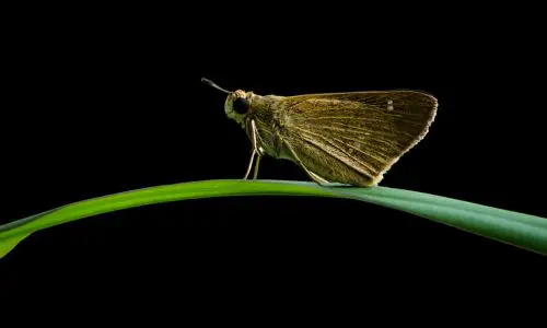 Moth Pest Control Haslemere 3 Moth Pest Control Haslemere - Tips