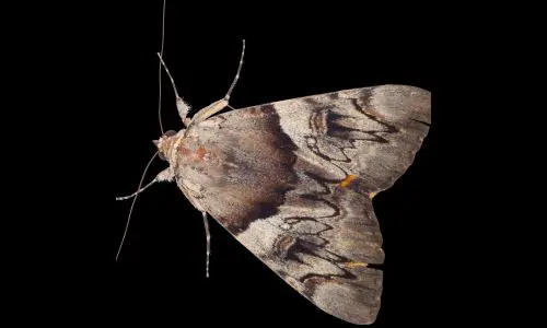 Moth Pest Control Haslemere 2 Moth Pest Control Haslemere - Trouble