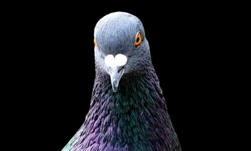 Pigeon Pest Control Haslemere 3 Pigeon Pest Control Haslemere - Tips