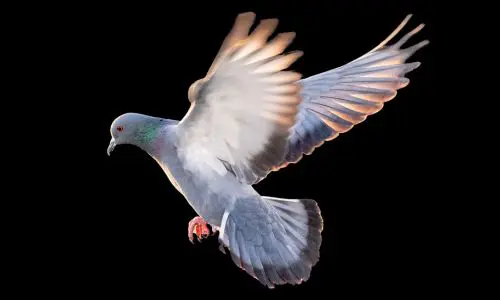 Pigeon Pest Control Haslemere 2 Pigeon Pest Control Haslemere - Trouble
