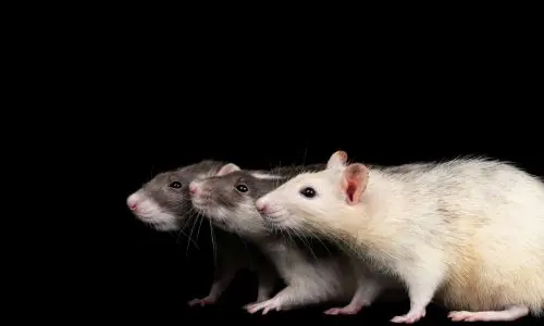 Rat Pest Control Haslemere 2 Rat Pest Control Haslemere Rat Removal