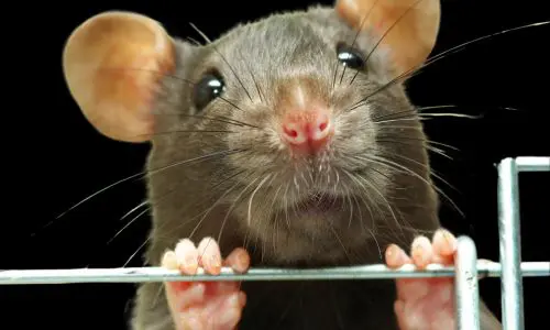 Rat Pest Control Haslemere 3 Rat Pest Control Haslemere - Tips