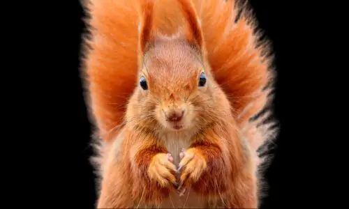 Squirrel Pest Control Haslemere 3 Squirrel Pest Control Haslemere - Tips
