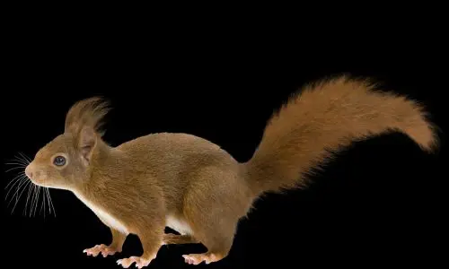 Squirrel Pest Control Haslemere 2 Squirrel Pest Control Haslemere - Trouble