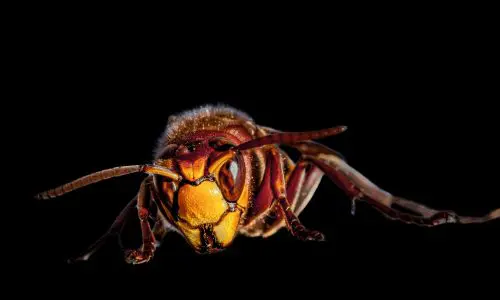 Wasp Pest Control Haslemere 2 Wasp Pest Control Haslemere - Problem